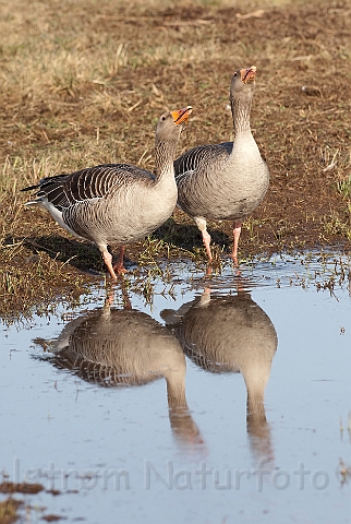 WAH012445.jpg - Grågås (Greylag goose)