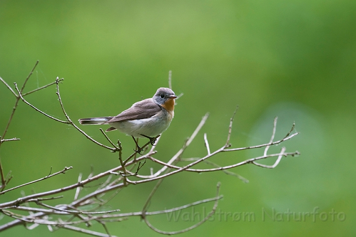 WAH023510.jpg - Lille fluesnapper (Red-breasted Flycatcher)