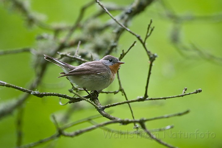 WAH023515.jpg - Lille fluesnapper (Red-breasted Flycatcher)