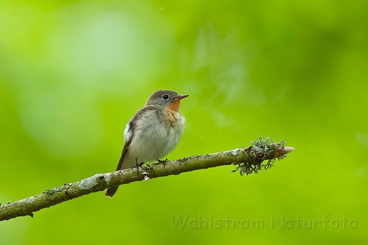 WAH023519.jpg - Lille fluesnapper (Red-breasted Flycatcher)