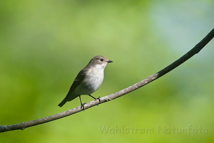 WAH023523.jpg - Hvidhalset fluesnapper, hun (Collared Flycatcher, female)