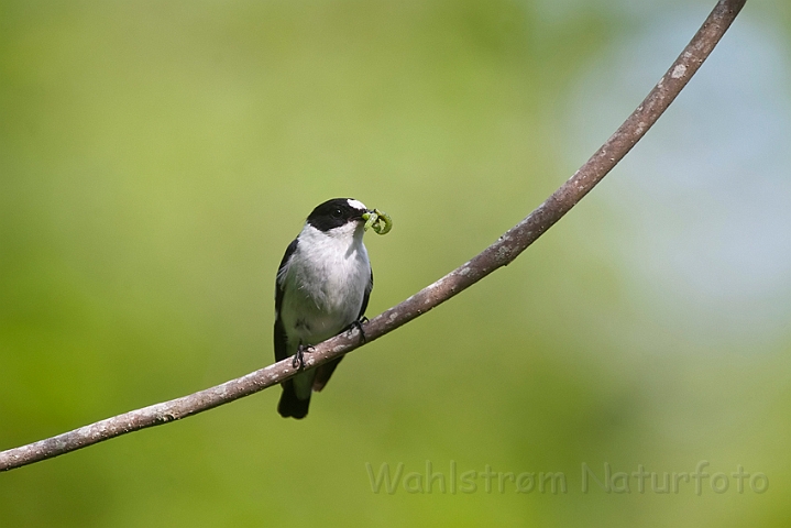 WAH023533.jpg - Hvidhalset fluesnapper, han (Collared Flycatcher, male)