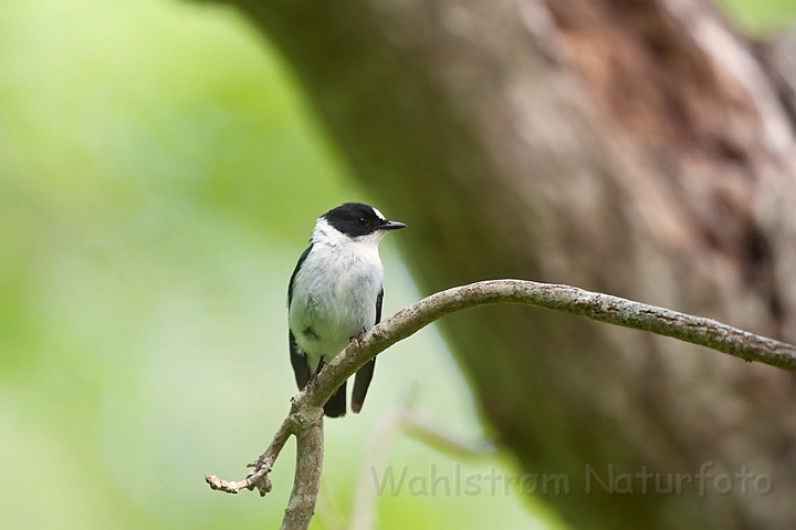 WAH023536.jpg - Hvidhalset fluesnapper, han (Collared Flycatcher, male)