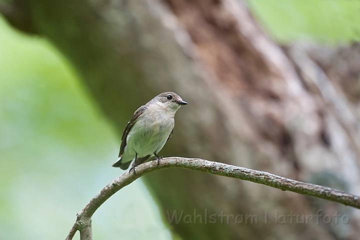 WAH023537.jpg - Hvidhalset fluesnapper, hun (Collared Flycatcher, female)