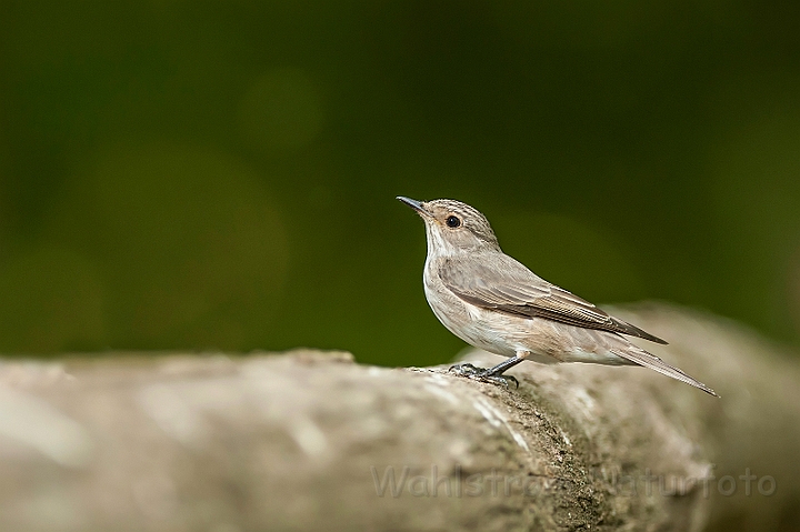 WAH028448.jpg - Grå fluesnapper (Spotted Flycatcher)