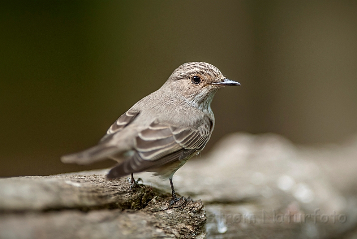 WAH028449.jpg - Grå fluesnapper (Spotted Flycatcher)