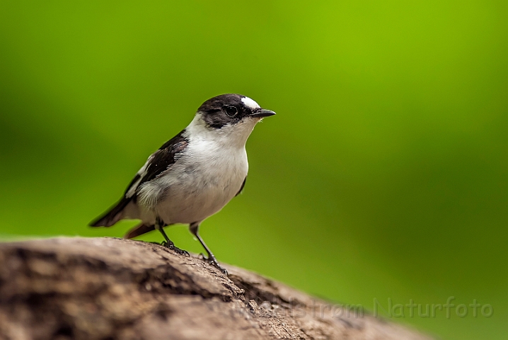 WAH028546.jpg - Hvidhalset fluesnapper (Collared Flycatcher)