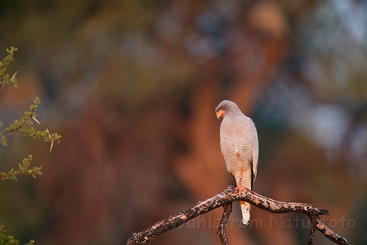 WAH021255.jpg - Lys sanghøg (Southern Pale Chanting Goshawk)