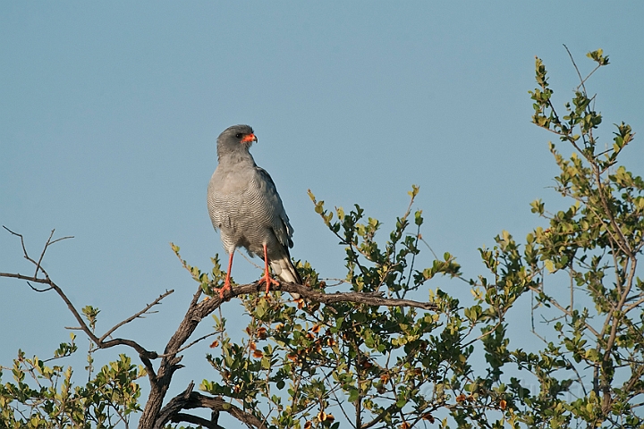 WAH021357.jpg - Lys sanghøg (Southern Pale Chanting Goshawk)