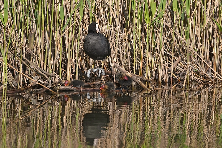 WAH010543.jpg - Blishøne (Coot)