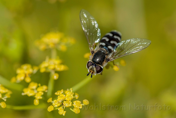 WAH024567.jpg - Hvidplettet agersvirreflue (Zebra-striped Hoverfly)