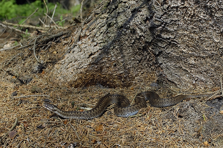 WAH005689P.jpg - Hugorm (Viper)