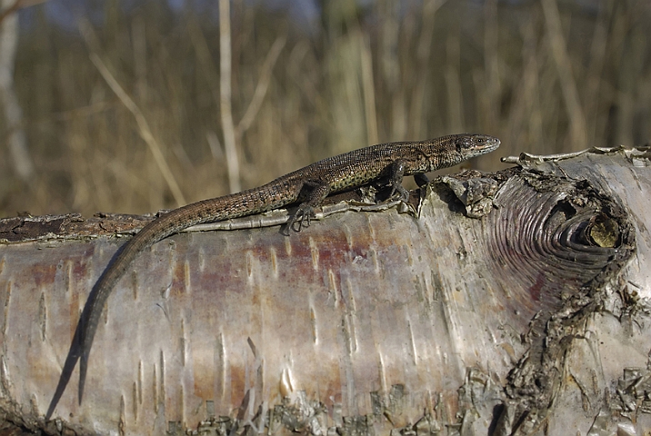 WAH006541P.jpg - Almindeligt firben, han (Common Lizard, male)