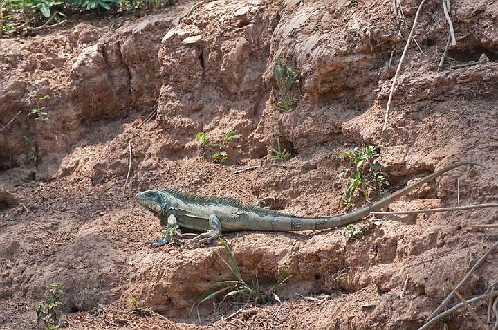 WAH019813.jpg - Grøn leguan (Green Iguana) Brazil