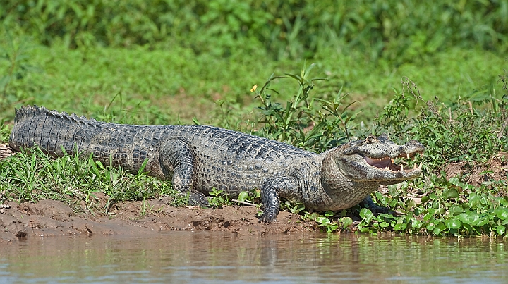 WAH019880.jpg - Yacare kaiman (Yacare Caiman), Brazil