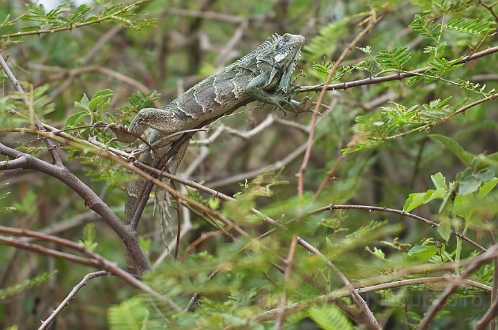 WAH020091.jpg - Grøn leguan (Green Iguana) Brazil