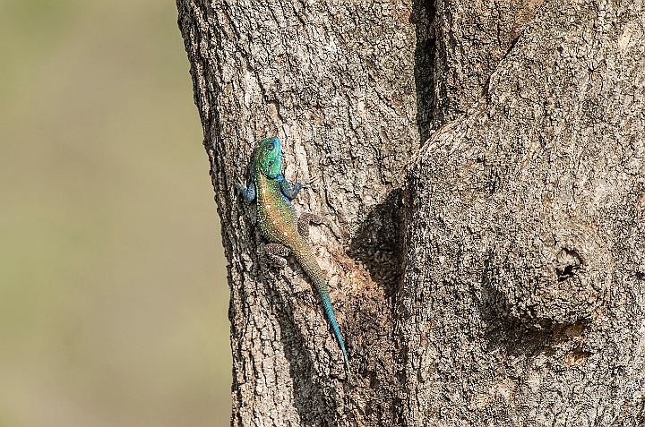 WAH025268.jpg - Blåhovedet klippeagame (Blue Headed Southern Tree Agama)