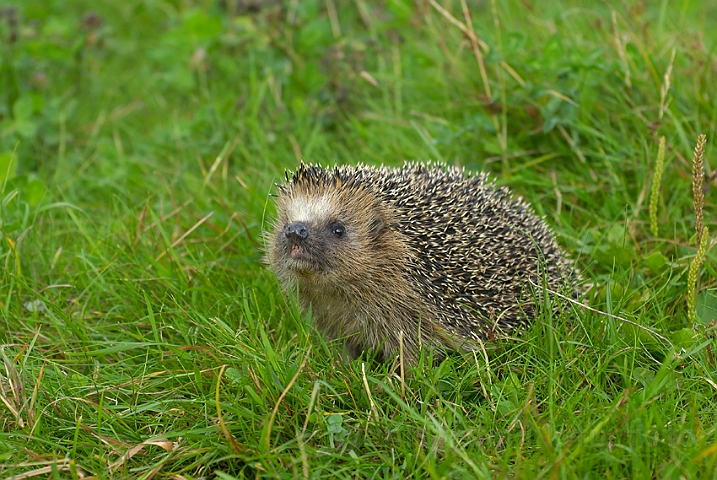 WAH005967.jpg - Pindsvin (Western Hedgehog)