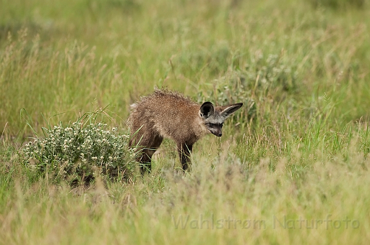 WAH021266.jpg - Øreræv (Bat-eared Fox)