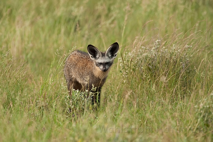 WAH021277.jpg - Øreræv (Bat-eared Fox)
