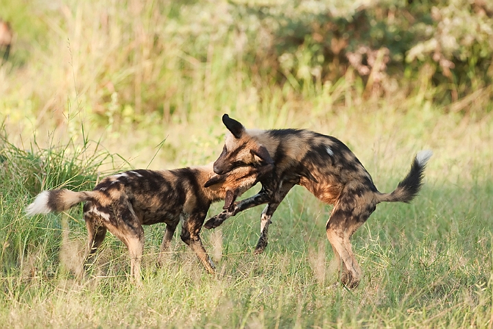 WAH022426.jpg - Afrikanske vildhunde (African Wild Dogs)