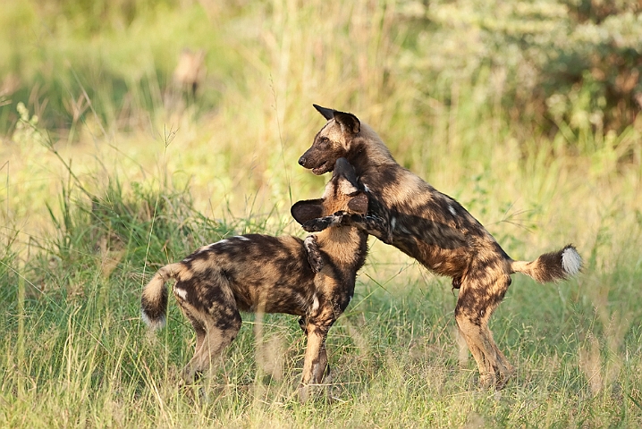 WAH022429.jpg - Afrikanske vildhunde (African Wild Dogs)