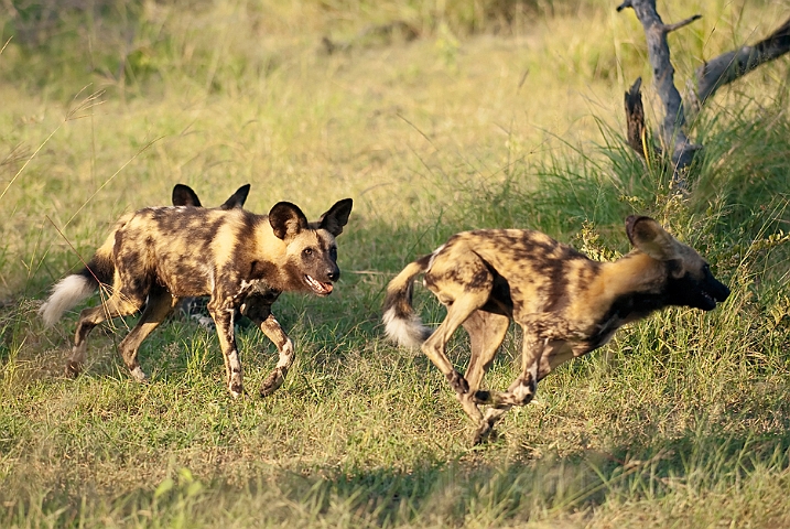 WAH022451.jpg - Afrikanske vildhunde (African Wild Dogs)