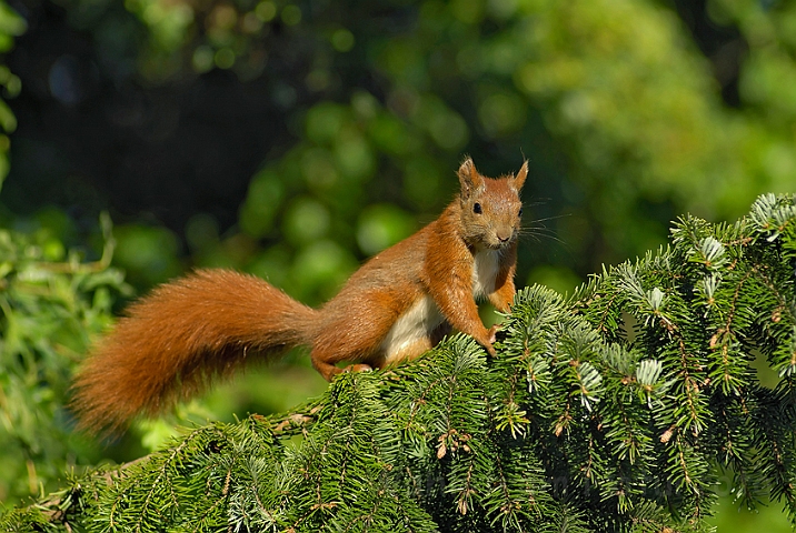 WAH005907.jpg - Rødt egern (Red Squirrel)