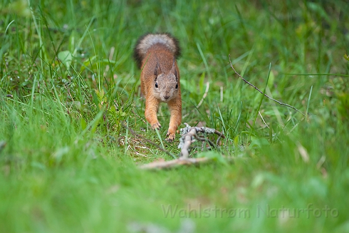 WAH009223.jpg - Egern (Red Squirrel)