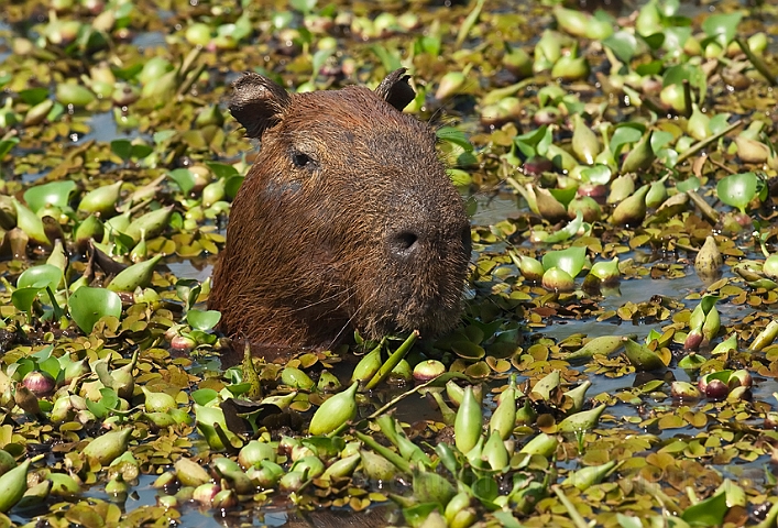 WAH019924.jpg - Flodsvin (Capybara) Brazil