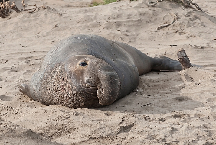 WAH020503.jpg - Nordlig søelefant, han (Northern Elephant Seal, male)