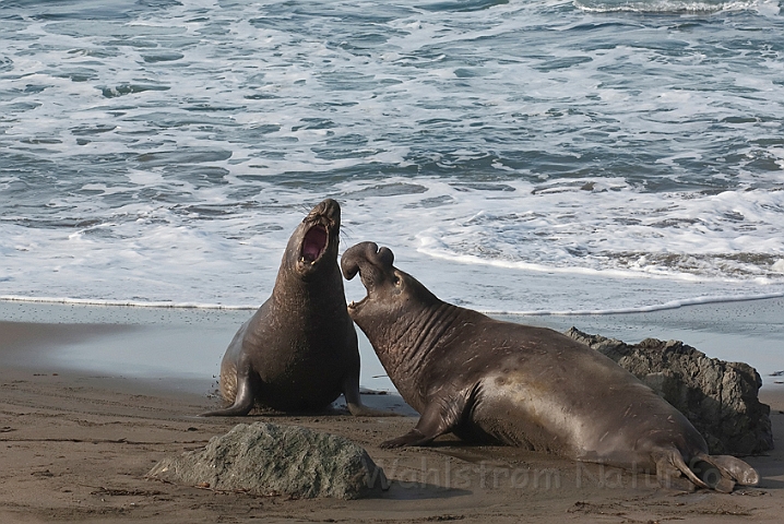 WAH020513.jpg - Nordlig søelefanter, hanner (Northern Elephant Seal, males)