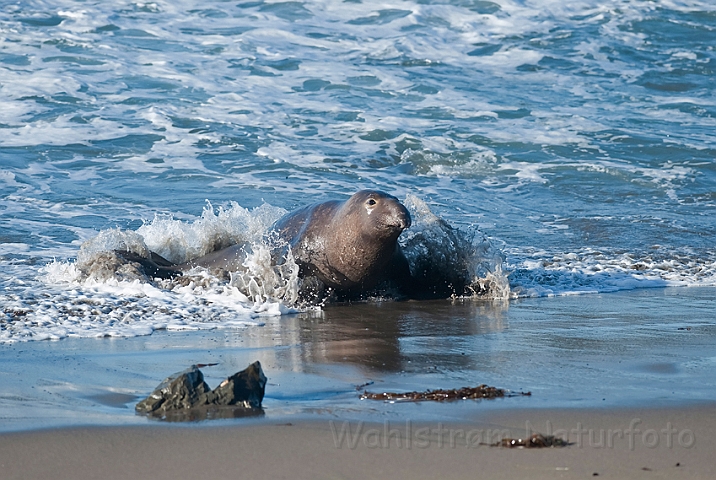 WAH020558.jpg - Nordlig søelefant, han (Northern Elephant Seal, male)