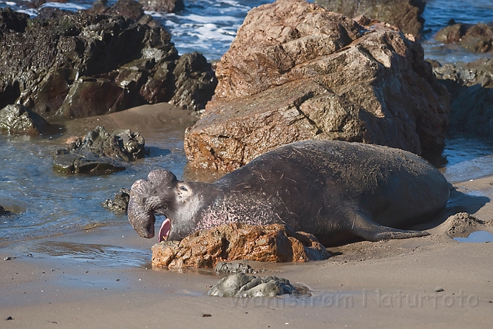 WAH020576.jpg - Nordlig søelefant, han (Northern Elephant Seal, male)