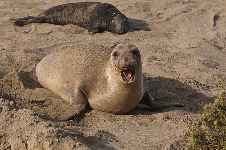 WAH020584.jpg - Nordlig søelefant, hun (Northern Elephant Seal, female)