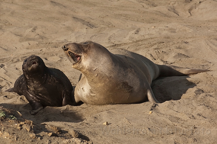 WAH020597.jpg - Nordlig søelefant, hun med unge (Northern Elephant Seal, female with cub)