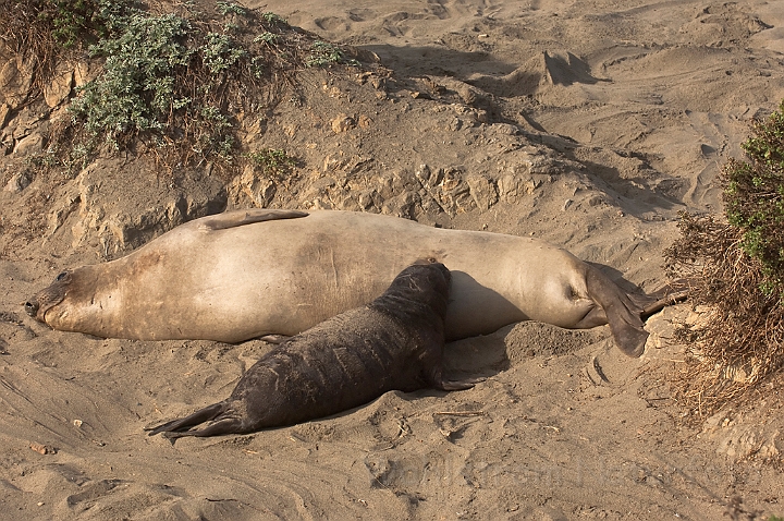 WAH020600.jpg - Nordlig søelefant, hun med unge (Northern Elephant Seal, female with cub)