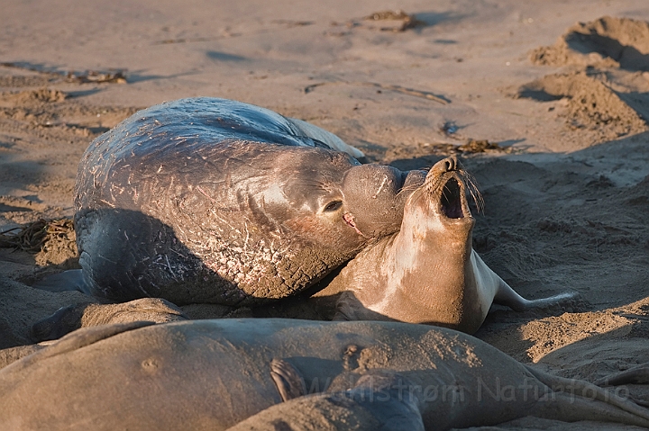 WAH020619.jpg - Nordlige søelefanter (Northern Elephant Seals)