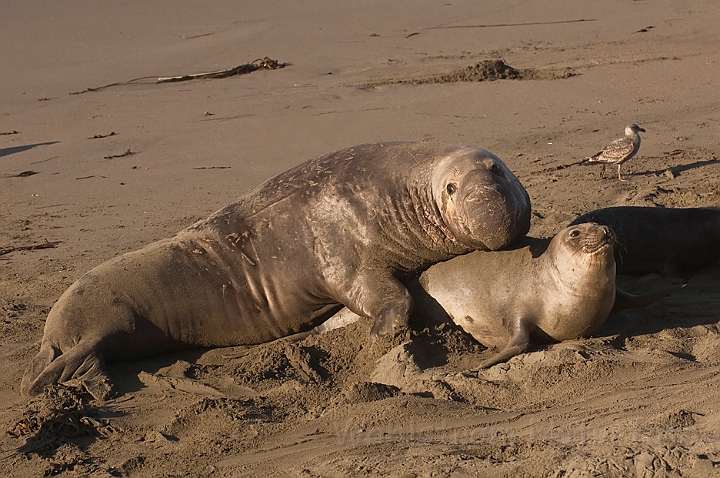 WAH020627.jpg - Nordlige søelefanter (Northern Elephant Seals)