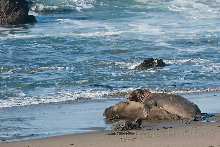 WAH020637.jpg - Nordlige søelefanter (Northern Elephant Seals)