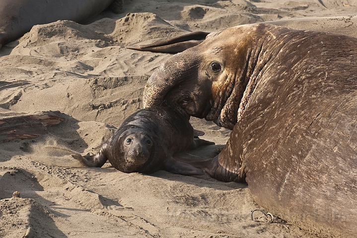 WAH020644.jpg - Nordlig søelefant (Northern Elephant Seal)