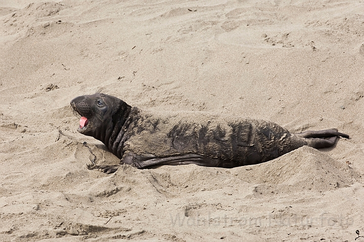 WAH020647.jpg - Nordlig søelefant (Northern Elephant Seal)