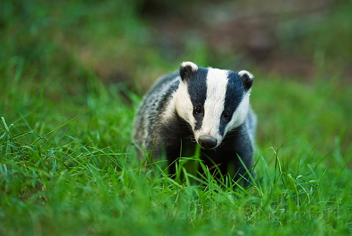 WAH018688.jpg - Grævling (Badger)