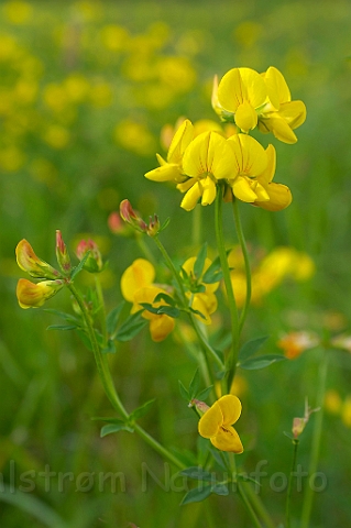 WAH007690.jpg - Almindelig kællingetand (Birds Foot Trefoil)