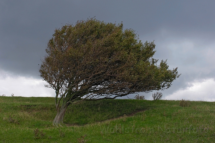 WAH007721.jpg - Hvidtjørn (Hawthorn)