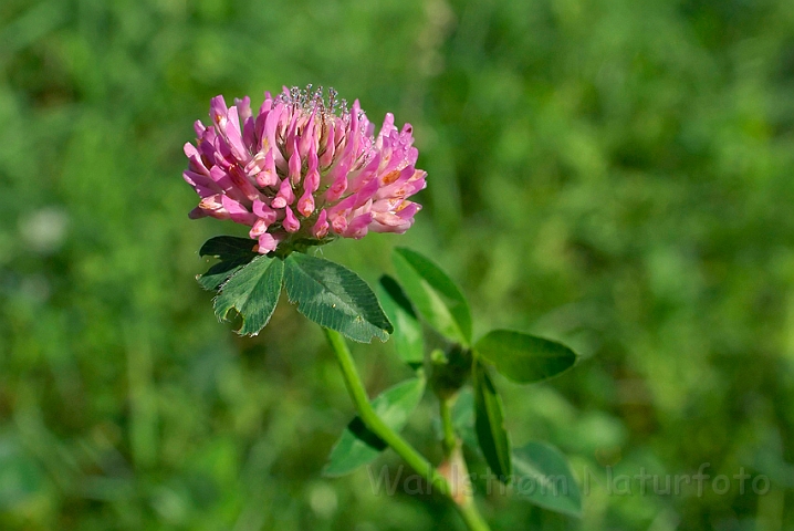 WAH007751.jpg - Rødkløver (Red Clover)