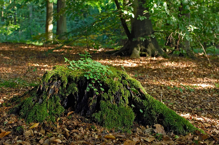 WAH008265.jpg - Skovsyre på træstub (Wood Sorrel)