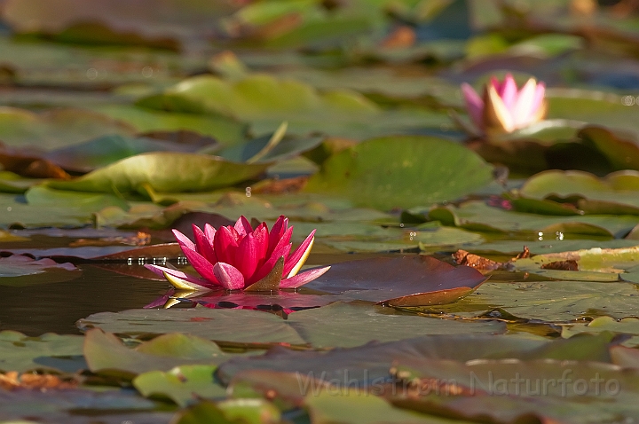 WAH008315.jpg - Hvid åkande, rød form (White Water-Lily, ssp. Rose)