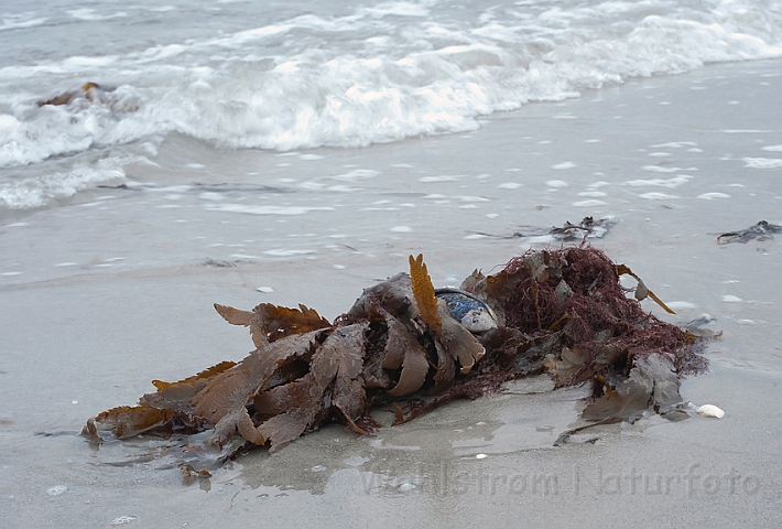 WAH011500.jpg - Savtang (Toothed Wrack)