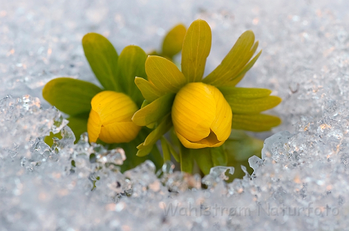 WAH012065.jpg - Erantis/Vinterblomme (Winter Aconite)